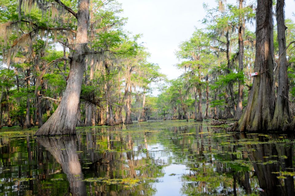 Cajun Man's Swamp Tours