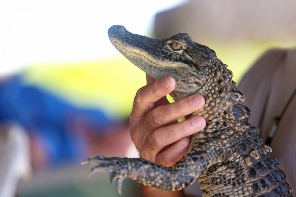 Greenwood Gator Farm