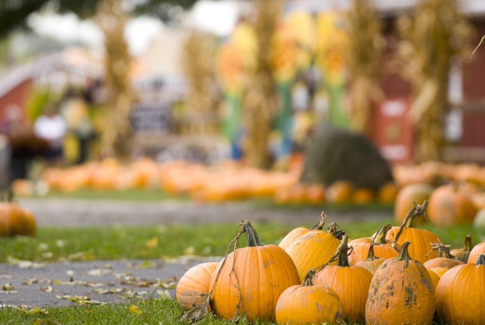 Houma Pumpkin Patch