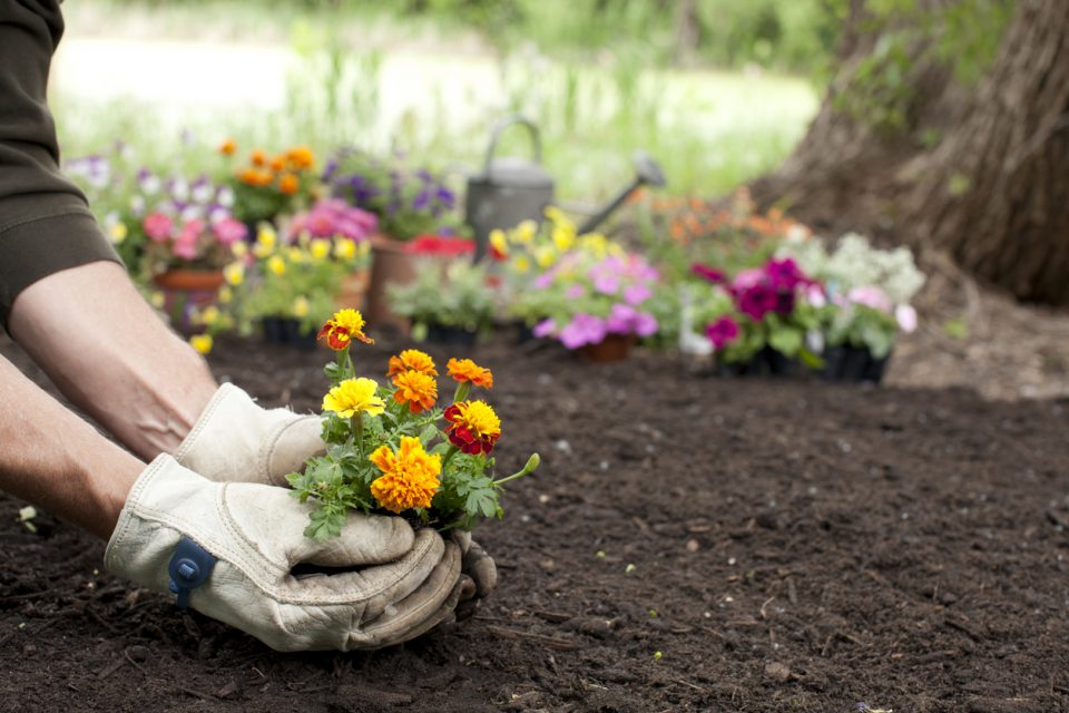 Gardening