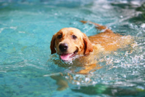 Labrador Retriever in swimming pool in summer season.