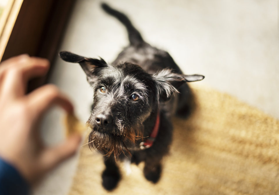 Woman feeding her cute dog a pet snack at home