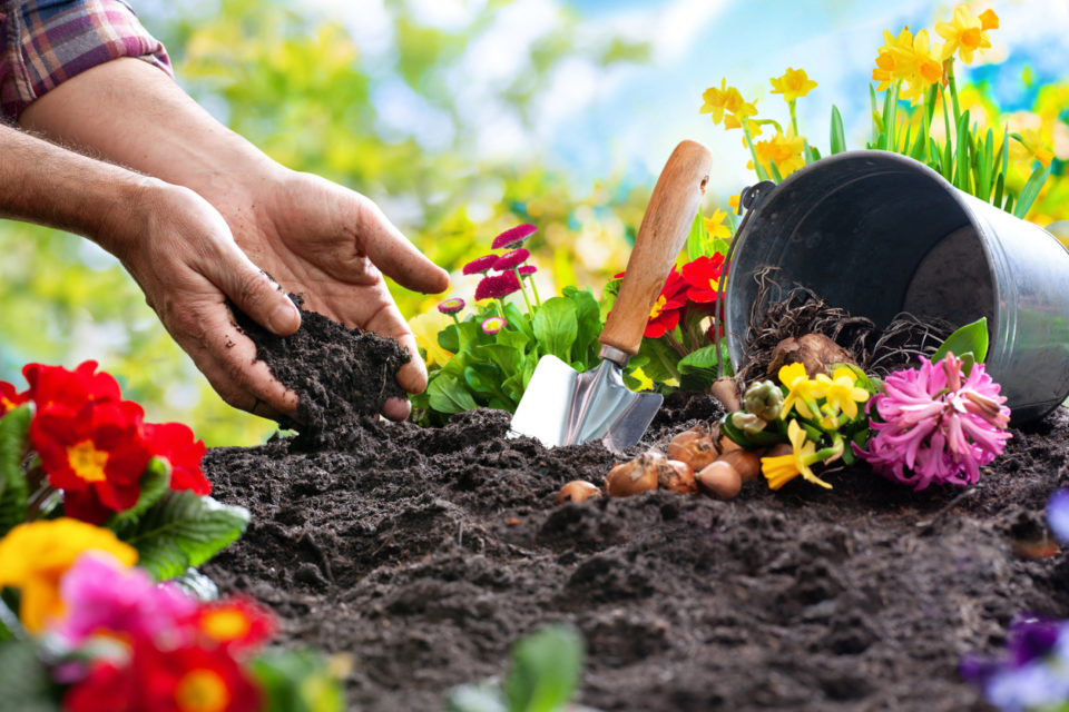 Planting spring flowers in sunny garden